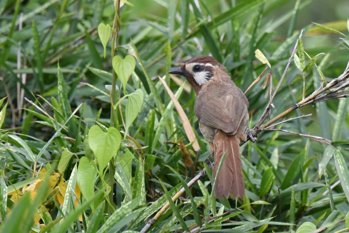 White-browed Laughingthrush - ML639696090