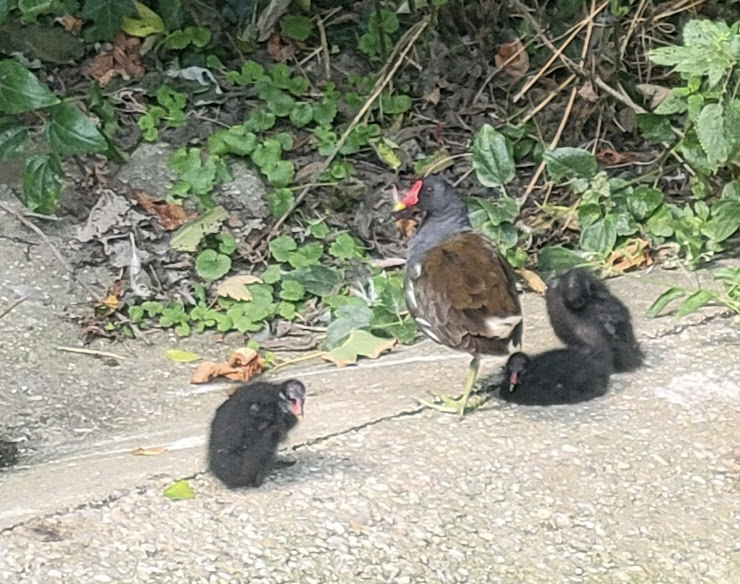 Eurasian Moorhen - ML639696171