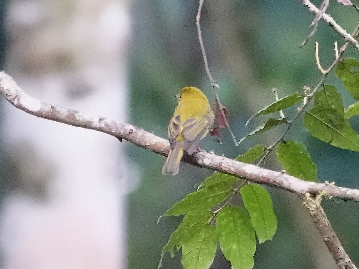 Citrine Canary-Flycatcher - ML639696180
