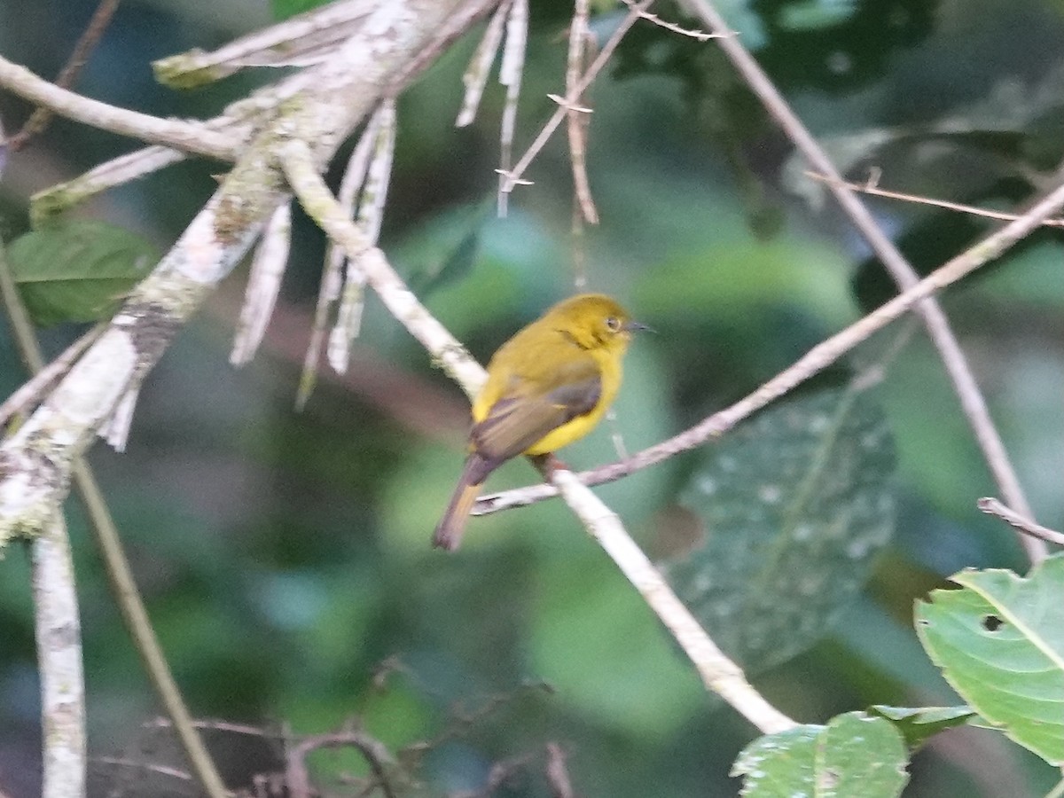 Citrine Canary-Flycatcher - ML639696181