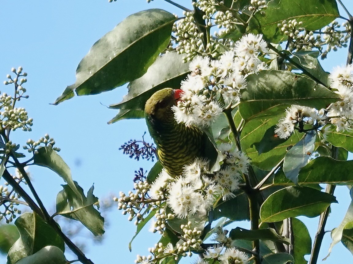 Yellow-cheeked Lorikeet - ML639696212