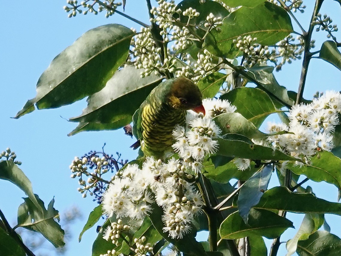 Yellow-cheeked Lorikeet - ML639696213