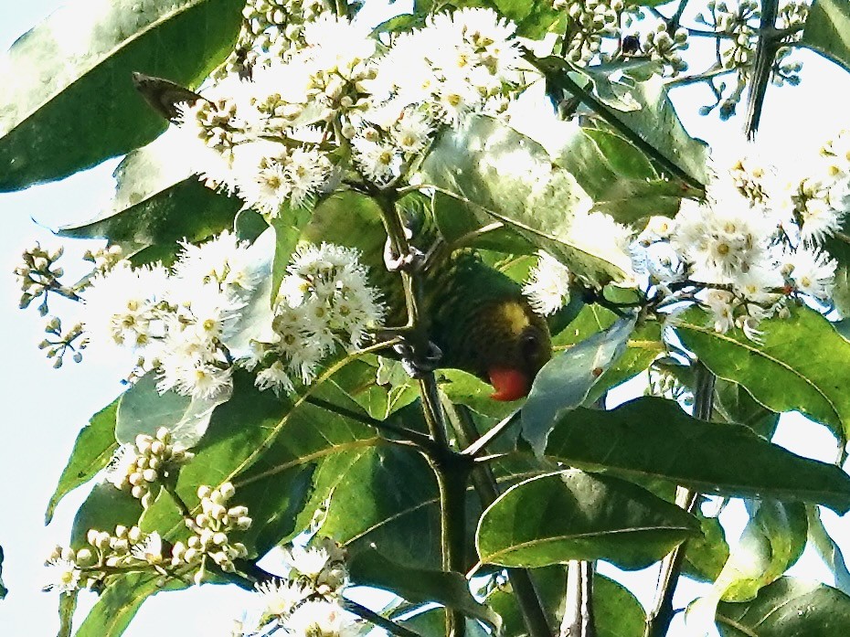 Yellow-cheeked Lorikeet - ML639696214