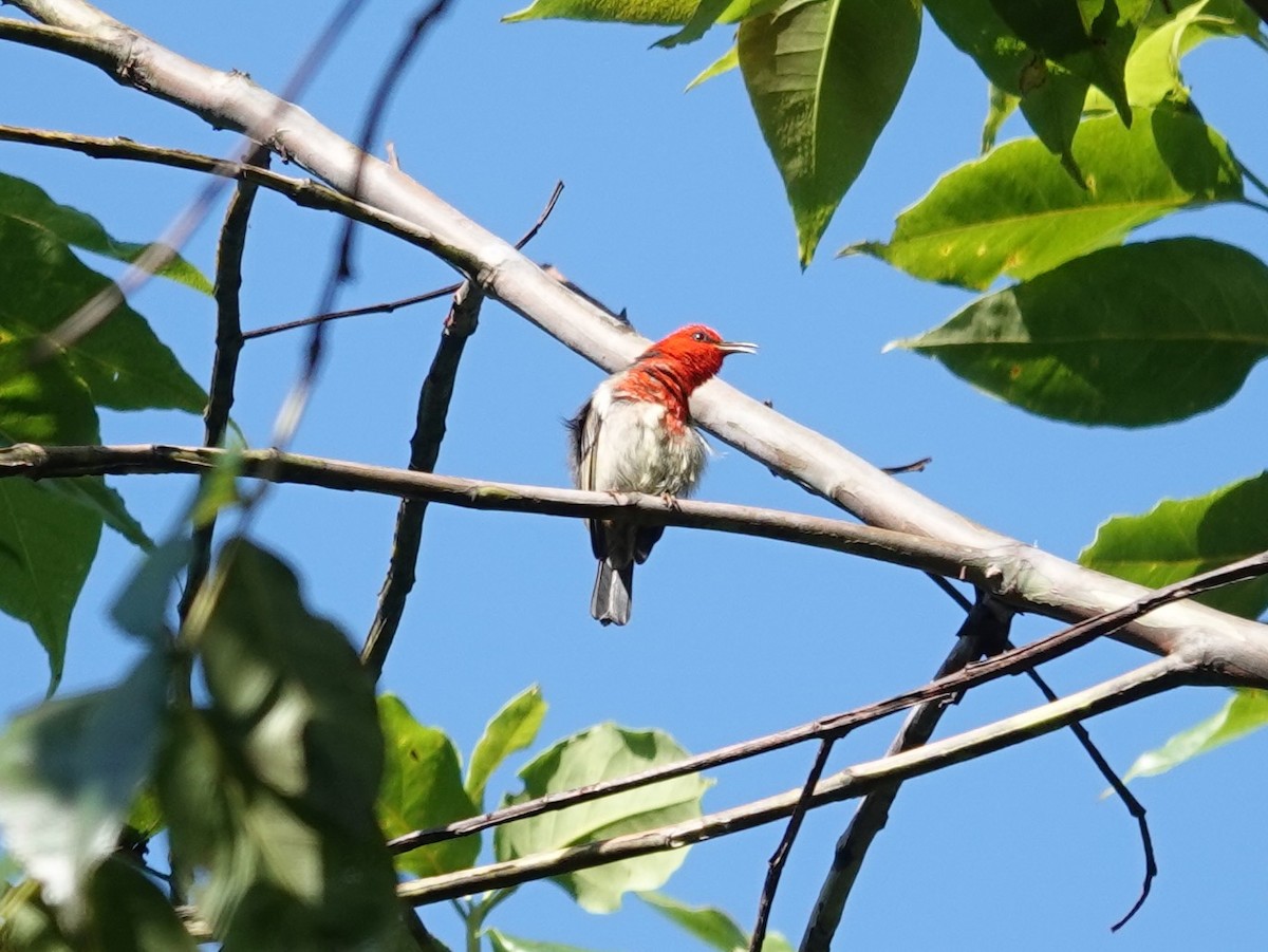 Sulawesi Myzomela - ML639696249