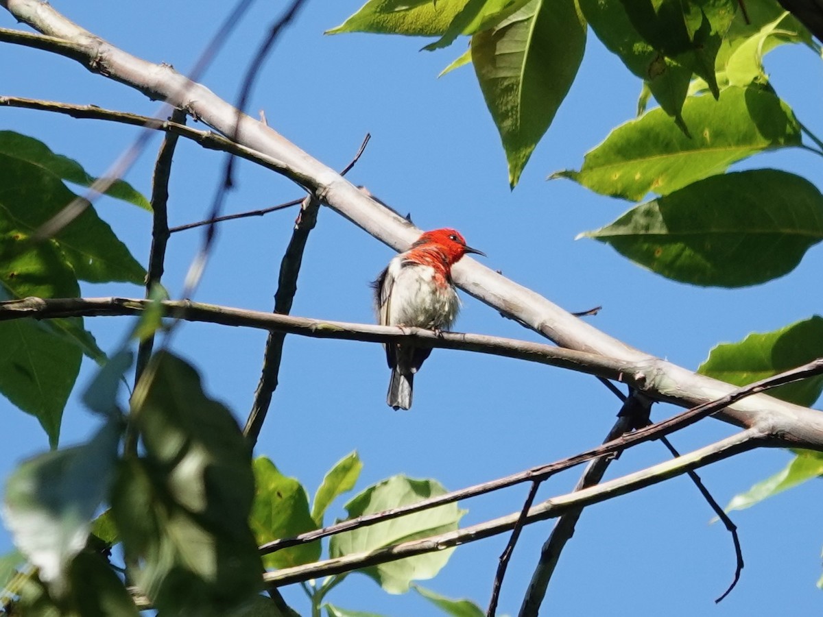 Sulawesi Myzomela - ML639696251