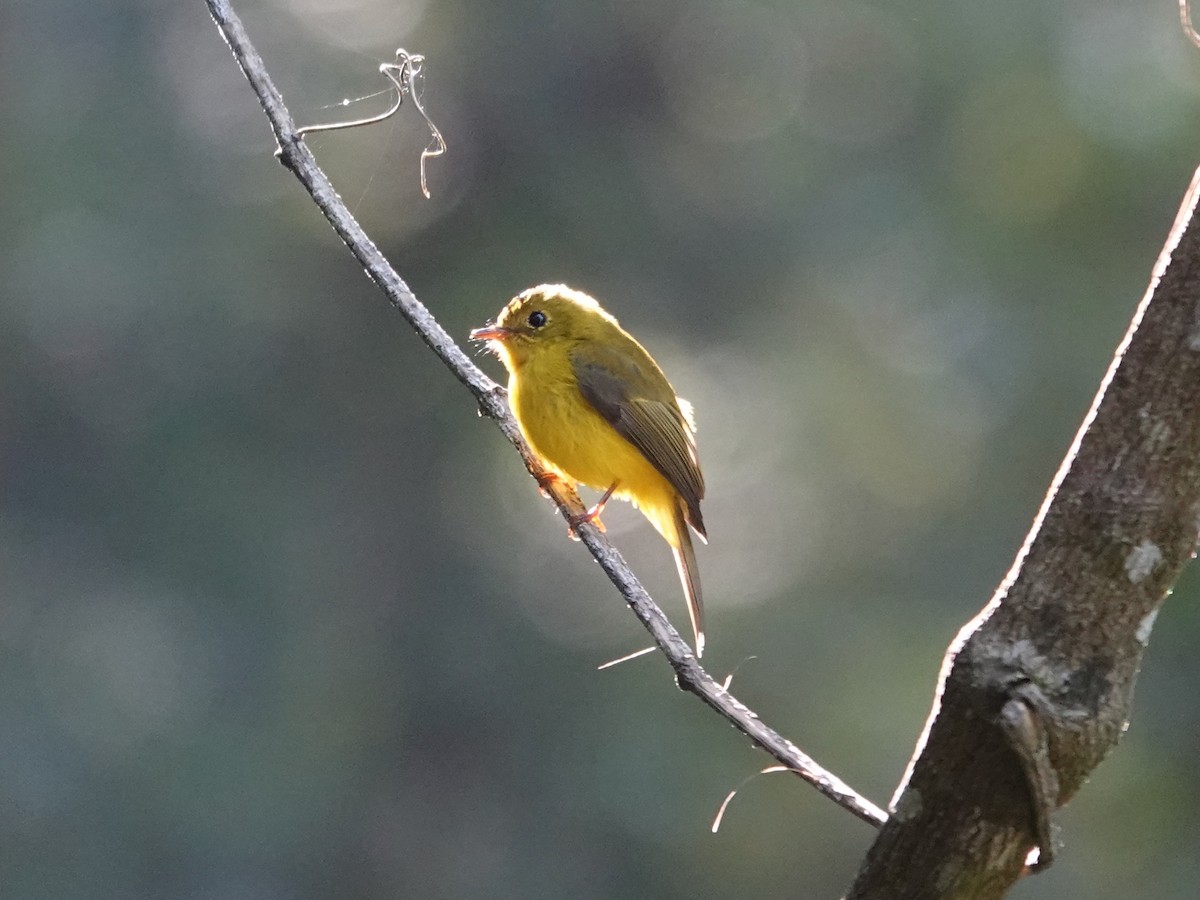 Citrine Canary-Flycatcher - ML639696283