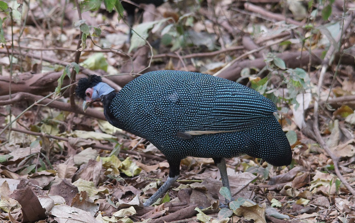 Eastern Crested Guineafowl - ML639696286