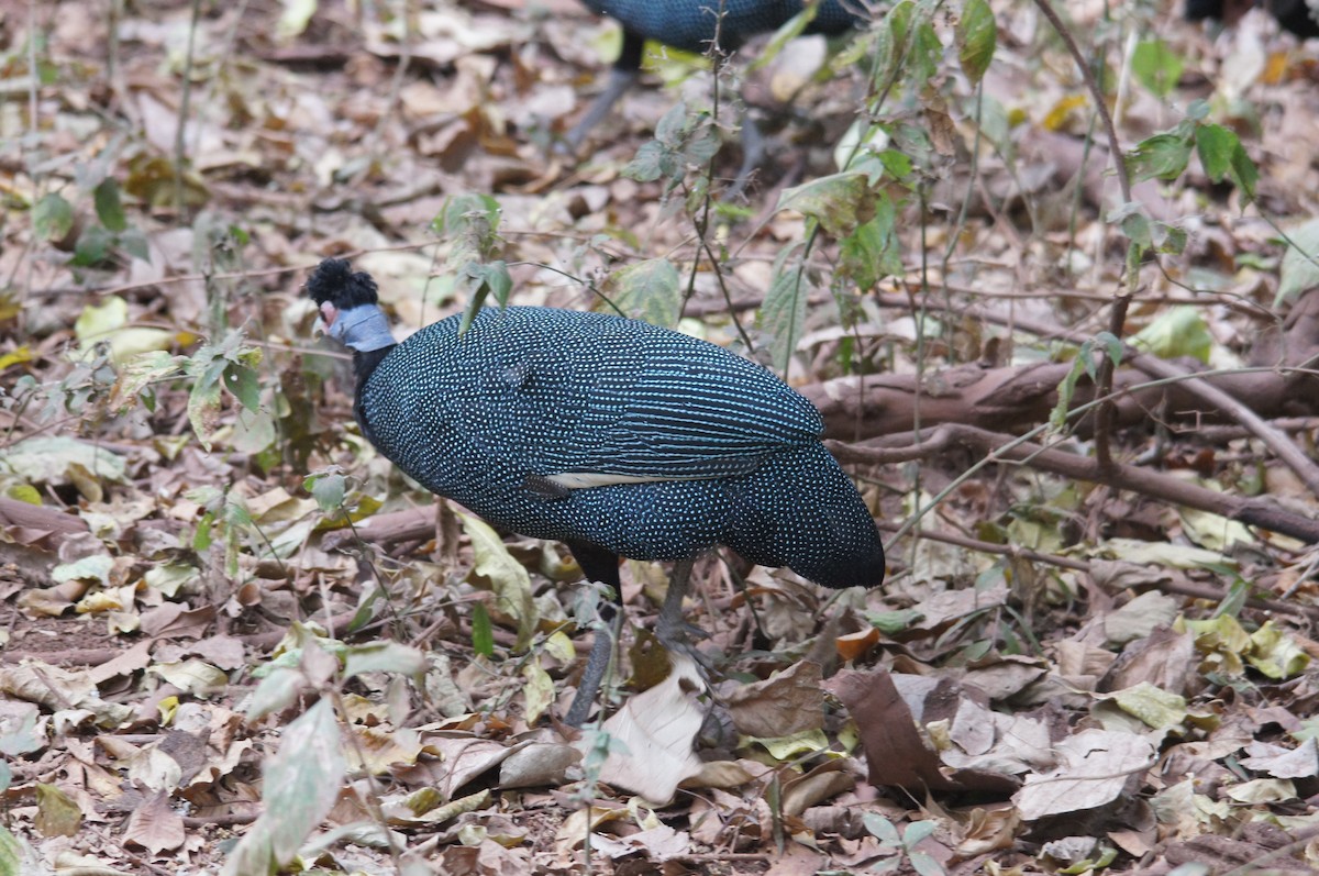 Eastern Crested Guineafowl - ML639696287