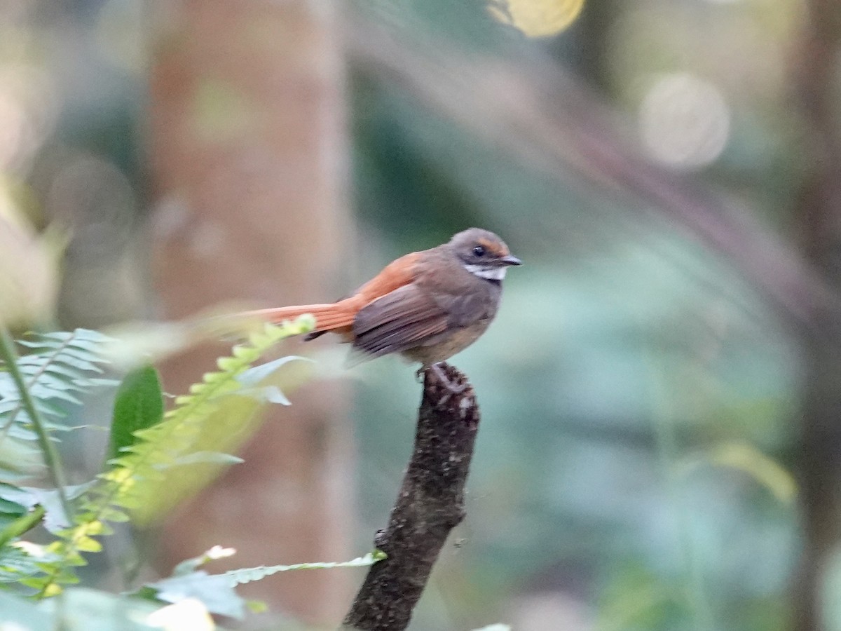 Sulawesi Fantail - ML639696307
