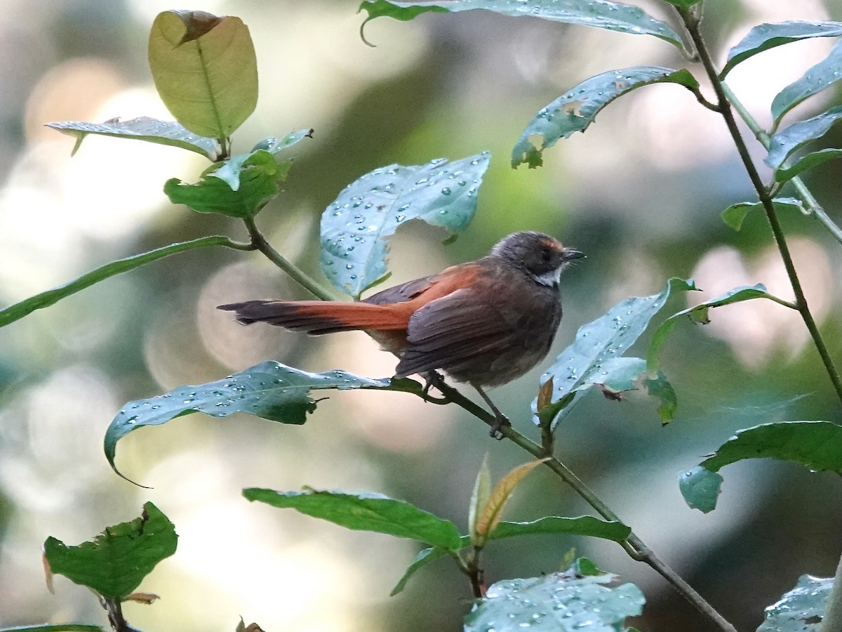 Sulawesi Fantail - ML639696308