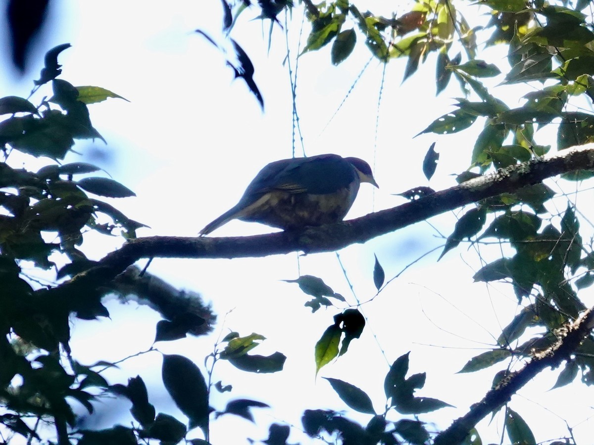 Red-eared Fruit-Dove (Red-eared) - ML639696342