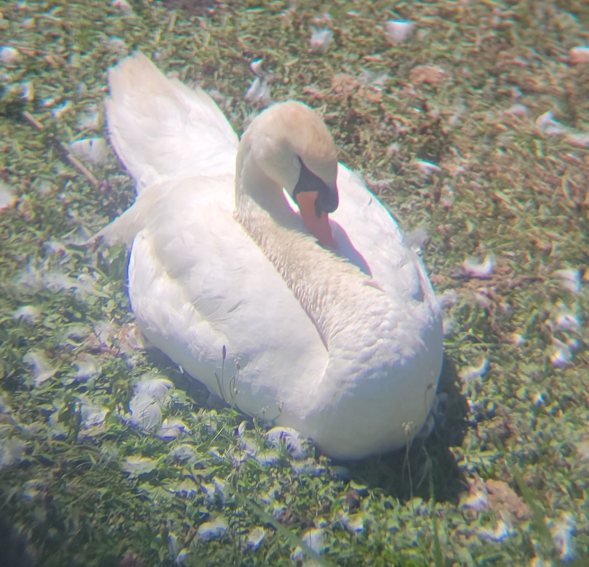 Mute Swan - ML639696386