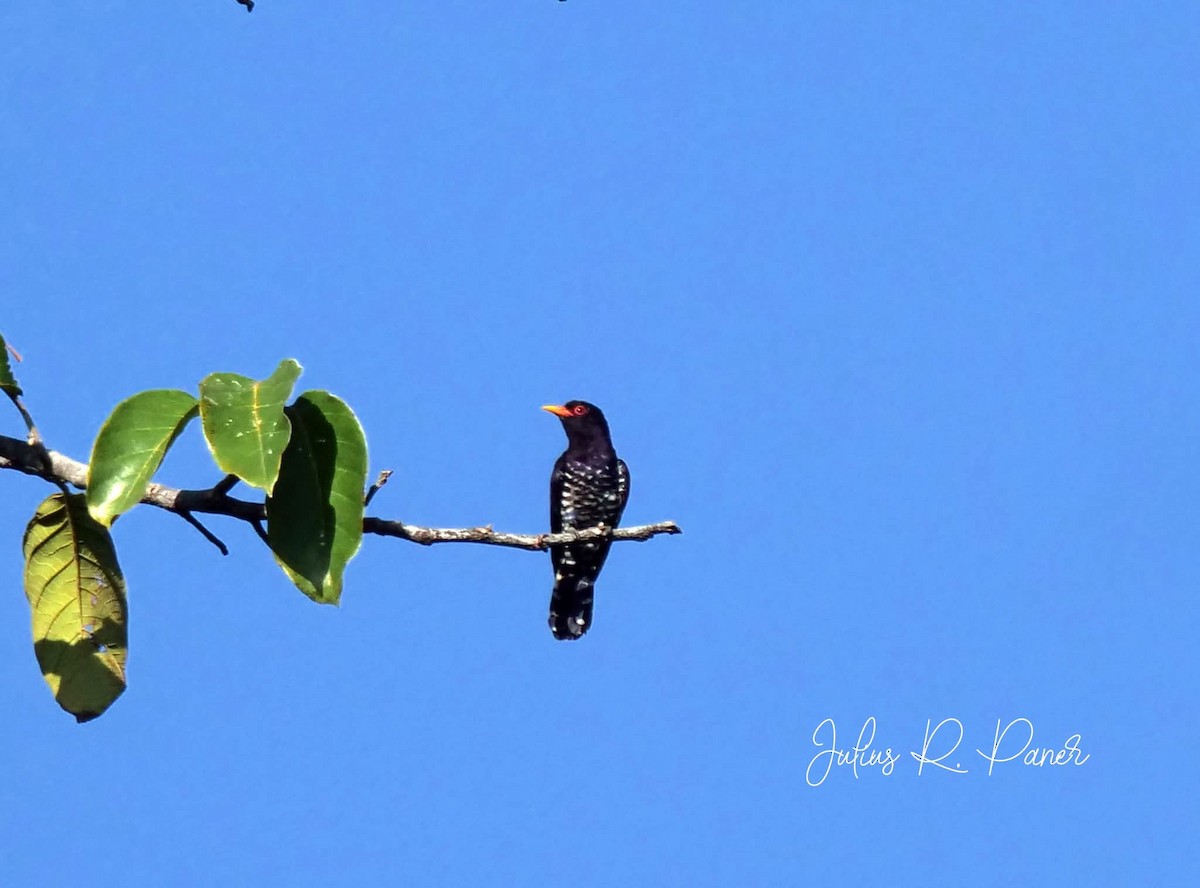 Violet Cuckoo - ML639696410