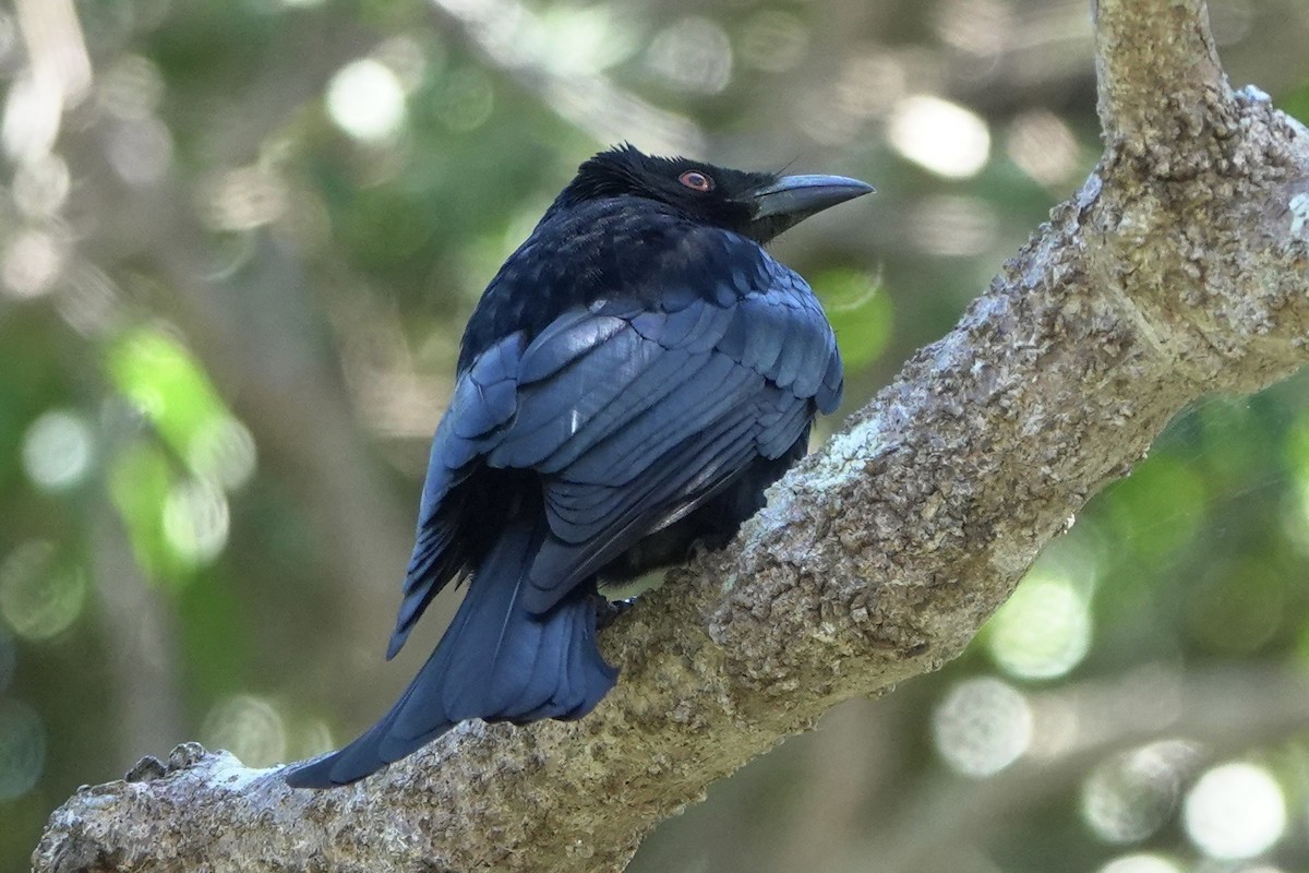 Glanzfleckdrongo - ML639696456