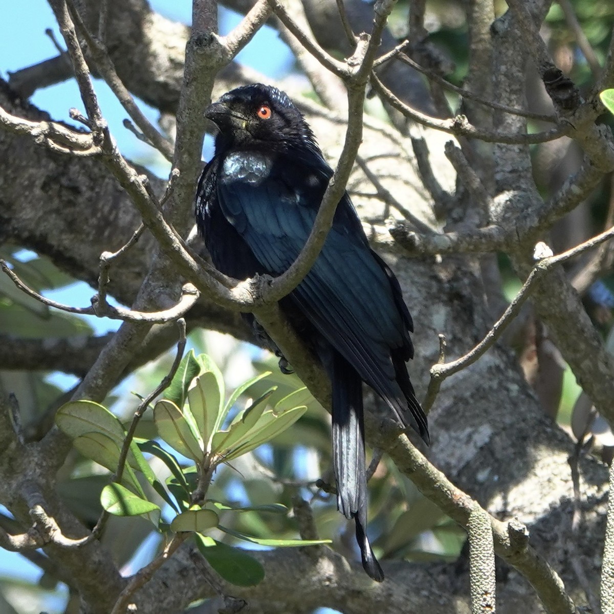 Glanzfleckdrongo - ML639696457