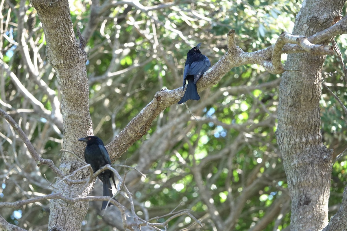 Glanzfleckdrongo - ML639696458