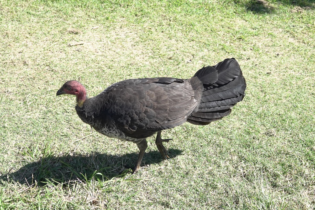 Australbuschhuhn - ML639696468