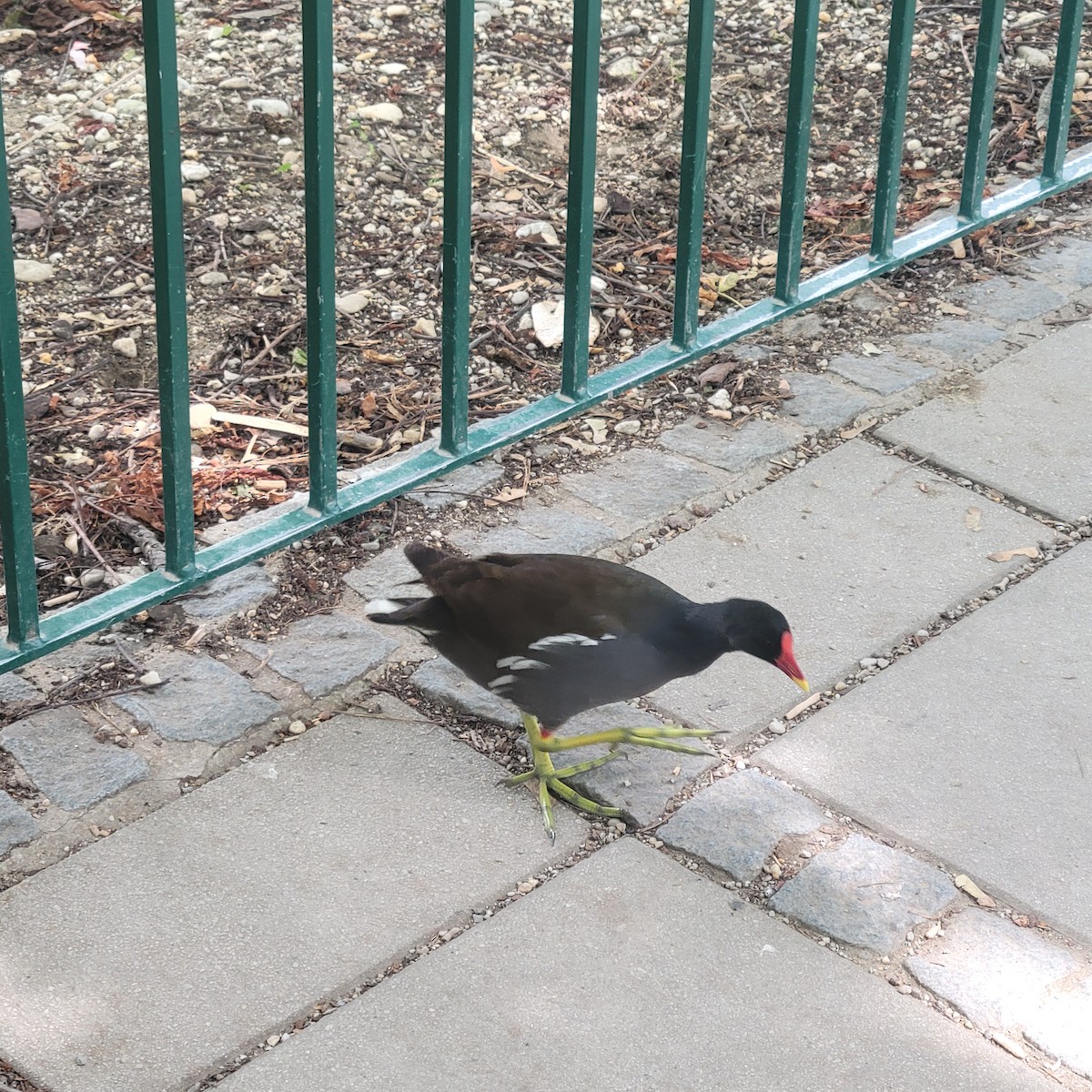 Eurasian Moorhen - ML639696495