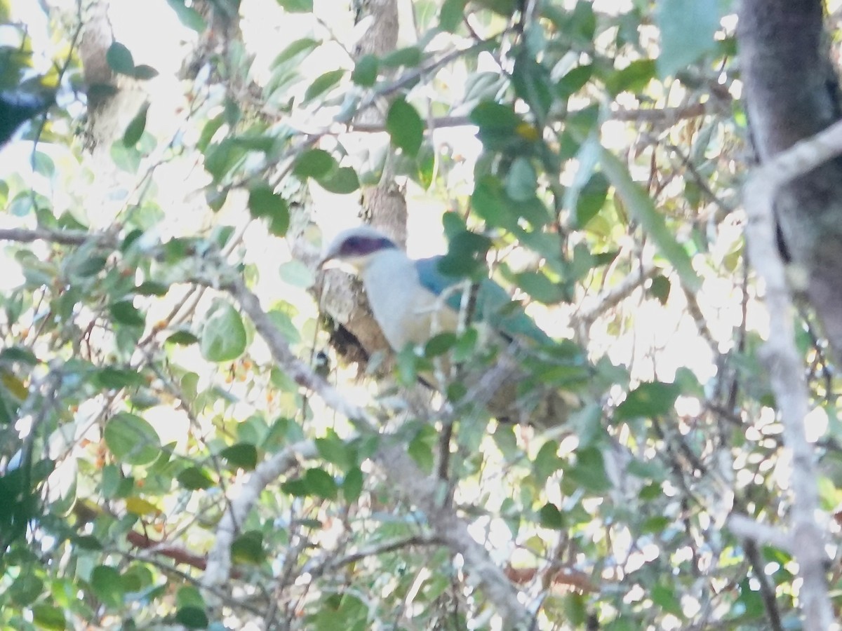 Red-eared Fruit-Dove - ML639696500
