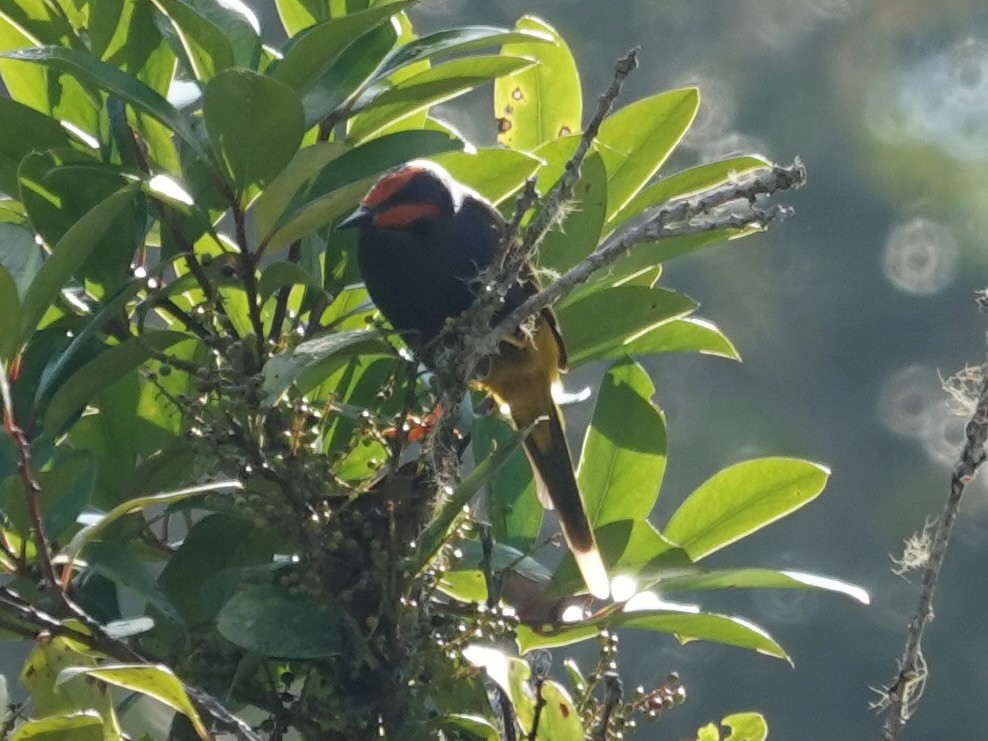 Fiery-browed Myna - ML639696505