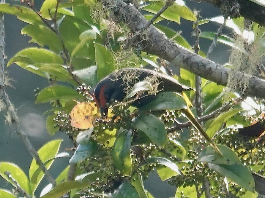 Fiery-browed Myna - ML639696506