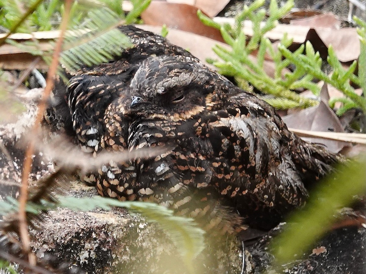 Diabolical Nightjar - ML639696518
