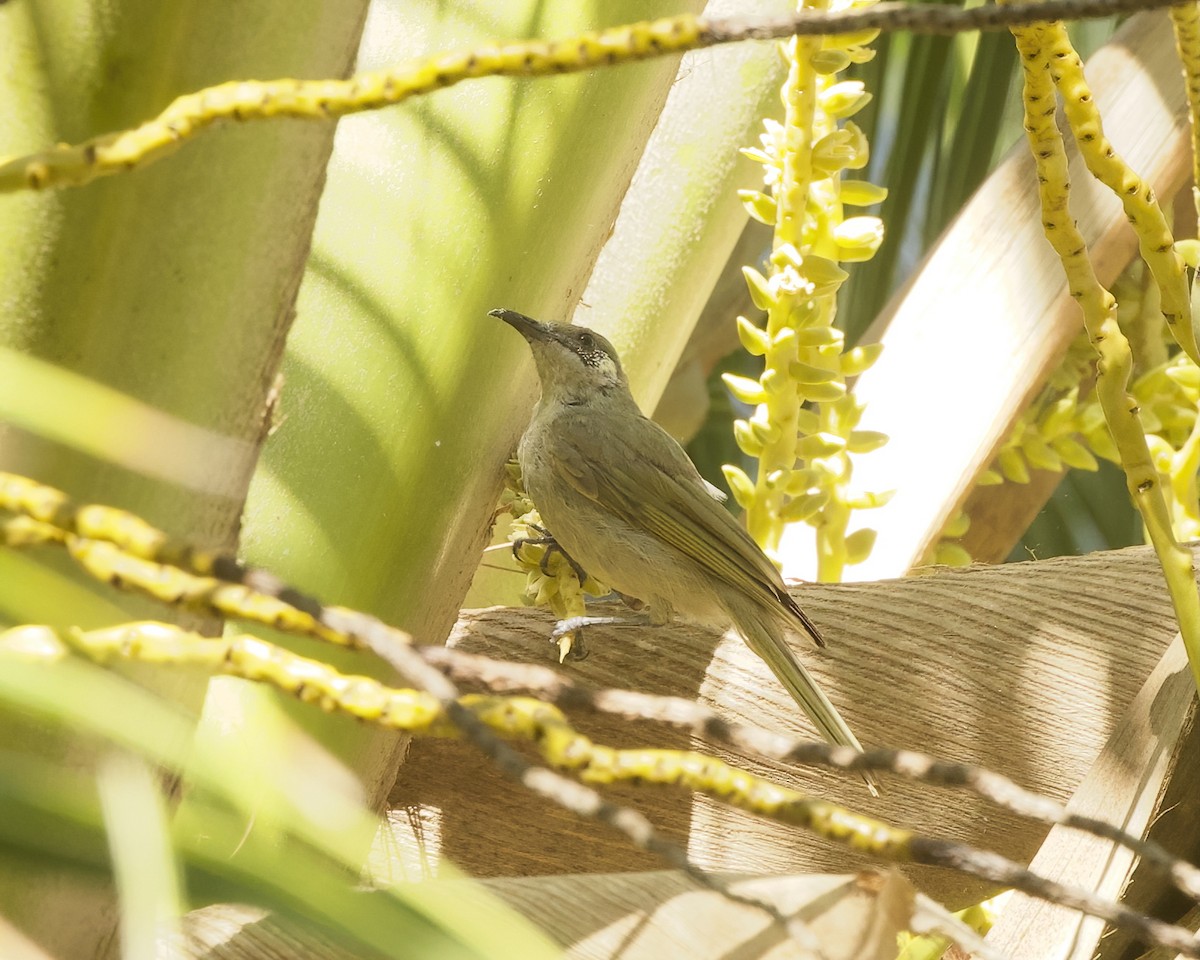 Olive Honeyeater - ML639696534