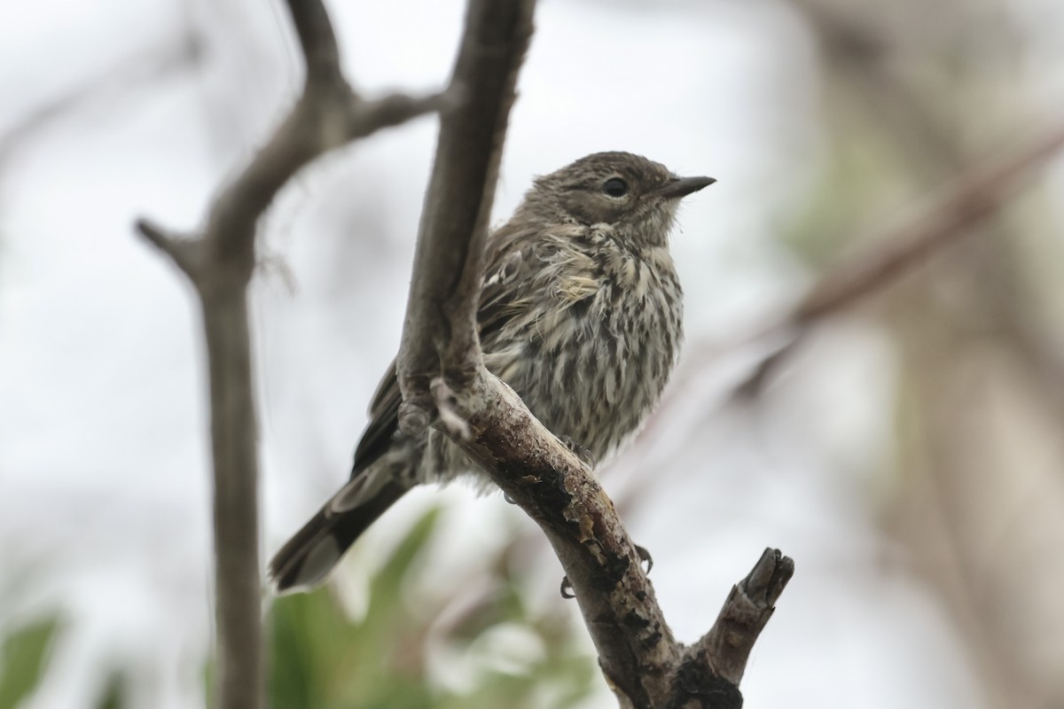 Yellow-rumped Warbler (Myrtle) - ML639696579