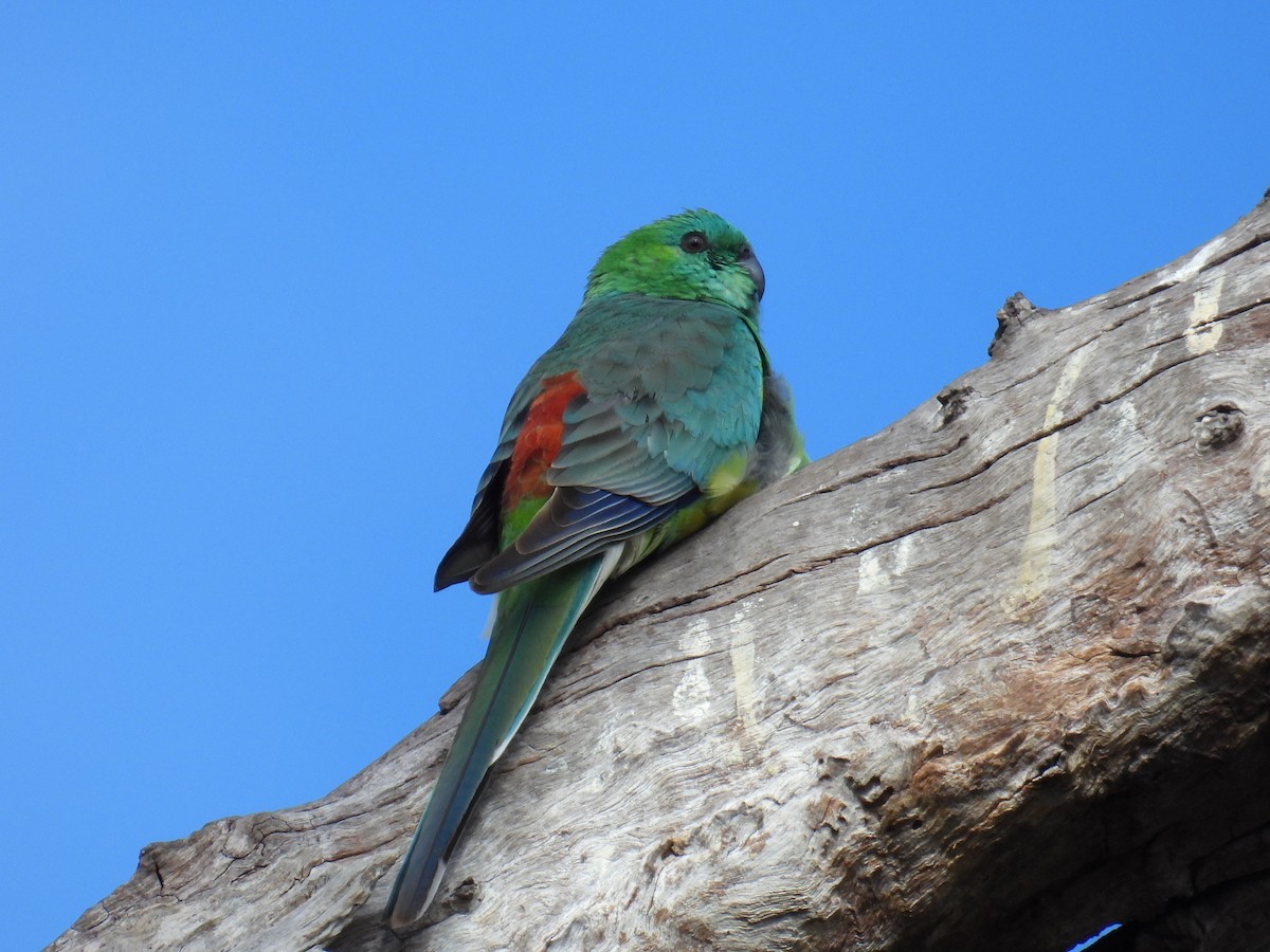 Red-rumped Parrot - ML639696625