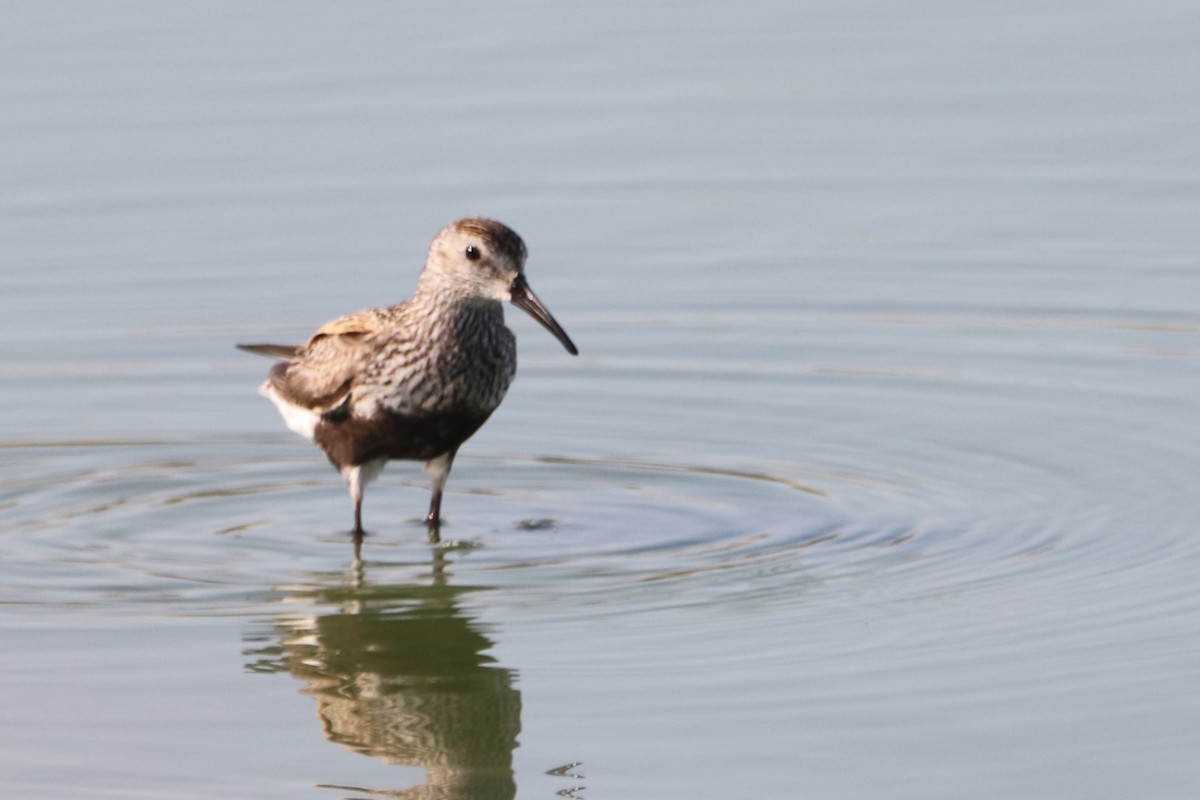 Dunlin - ML639696633