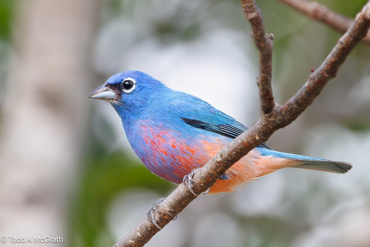 Rose-bellied Bunting - ML639696634