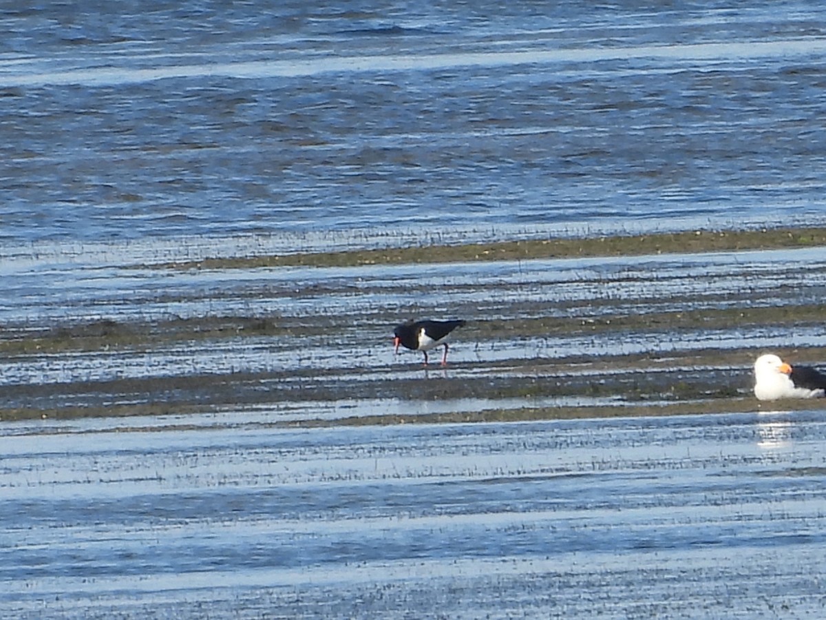 Pied Oystercatcher - ML639696648