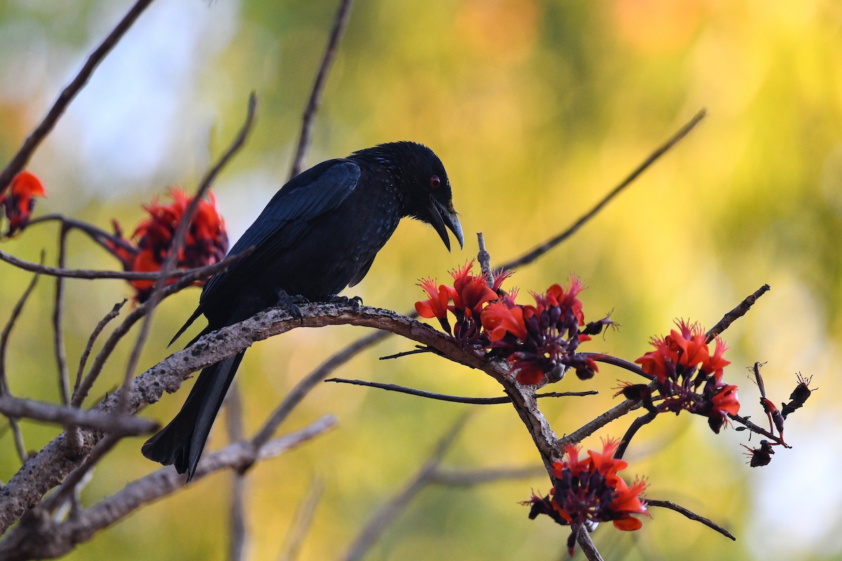 Spangled Drongo - ML639696649