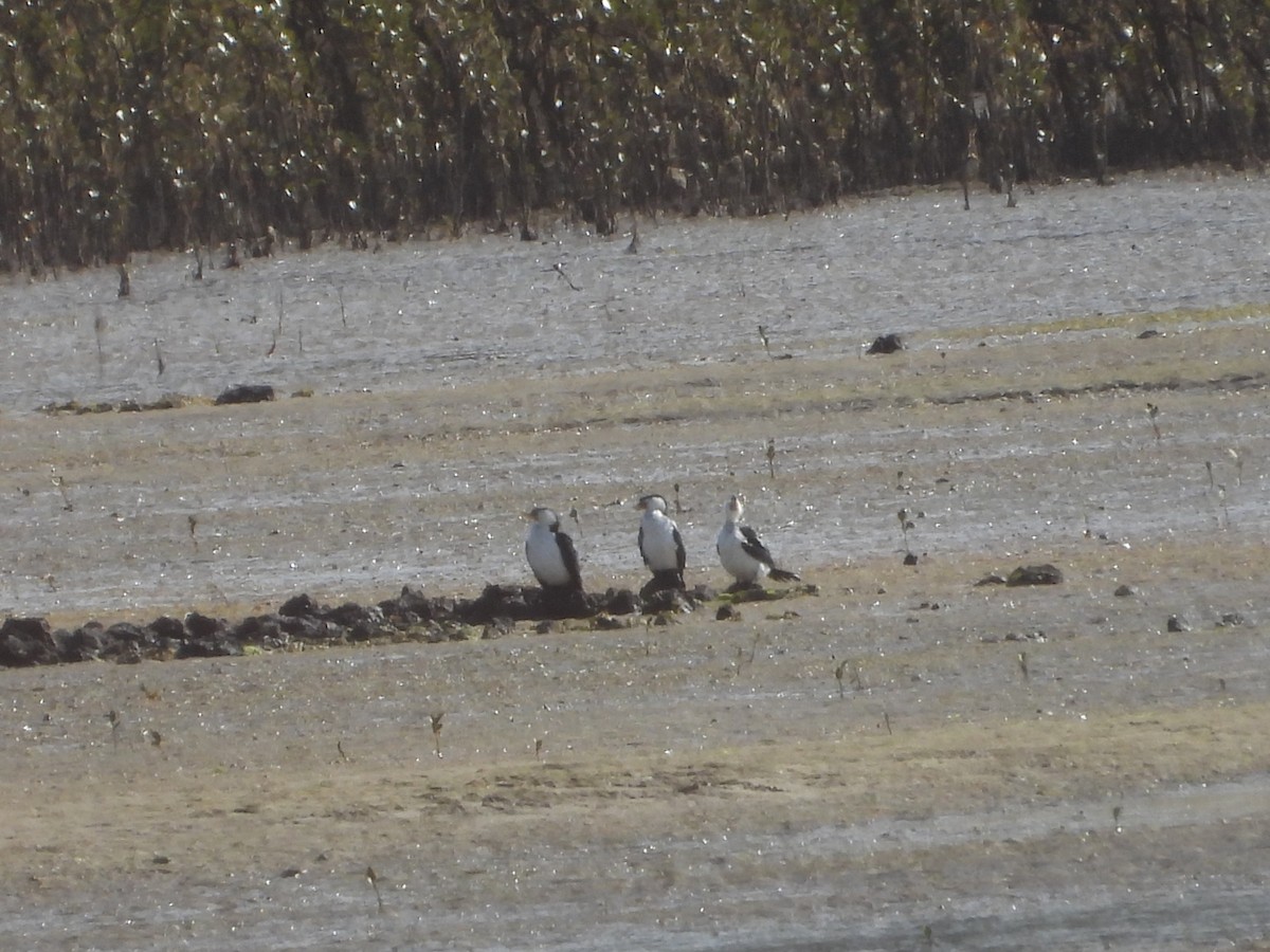 Little Pied Cormorant - ML639696651