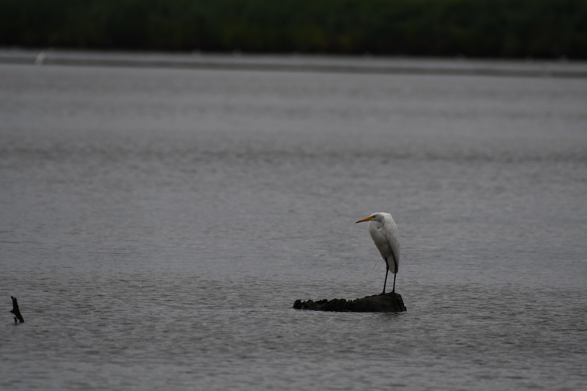 Great Egret - ML639696652