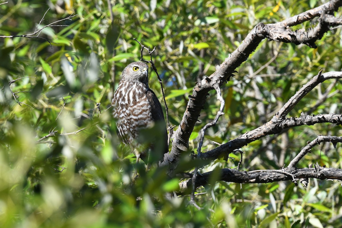 Brown Goshawk - ML639696653