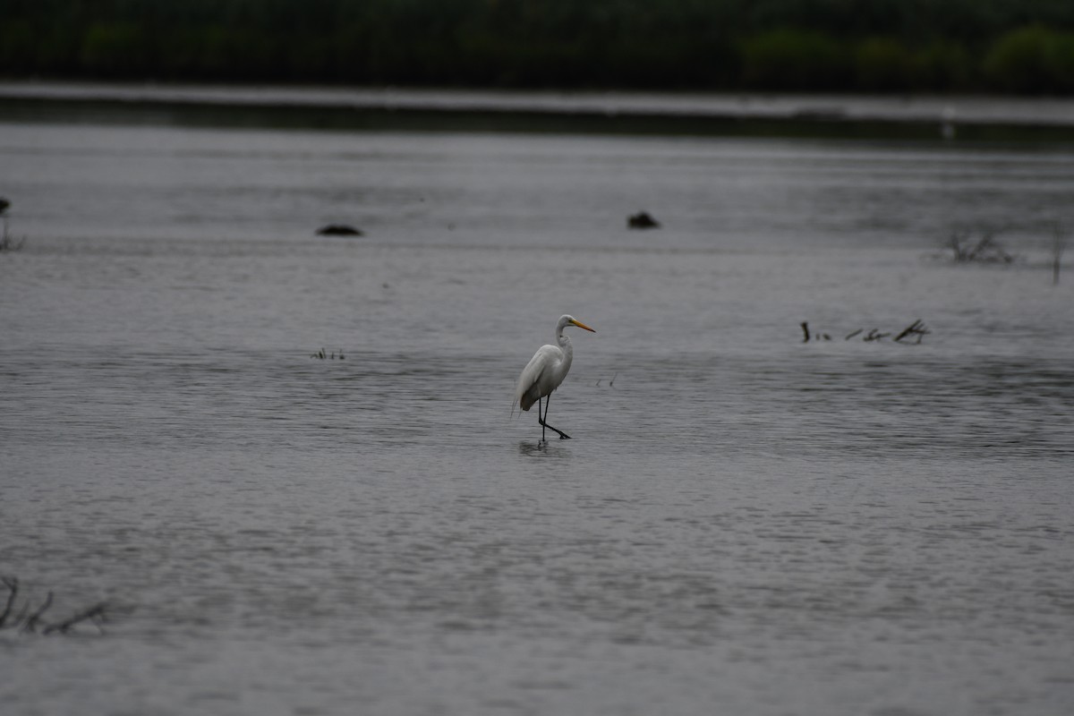 Great Egret - ML639696654