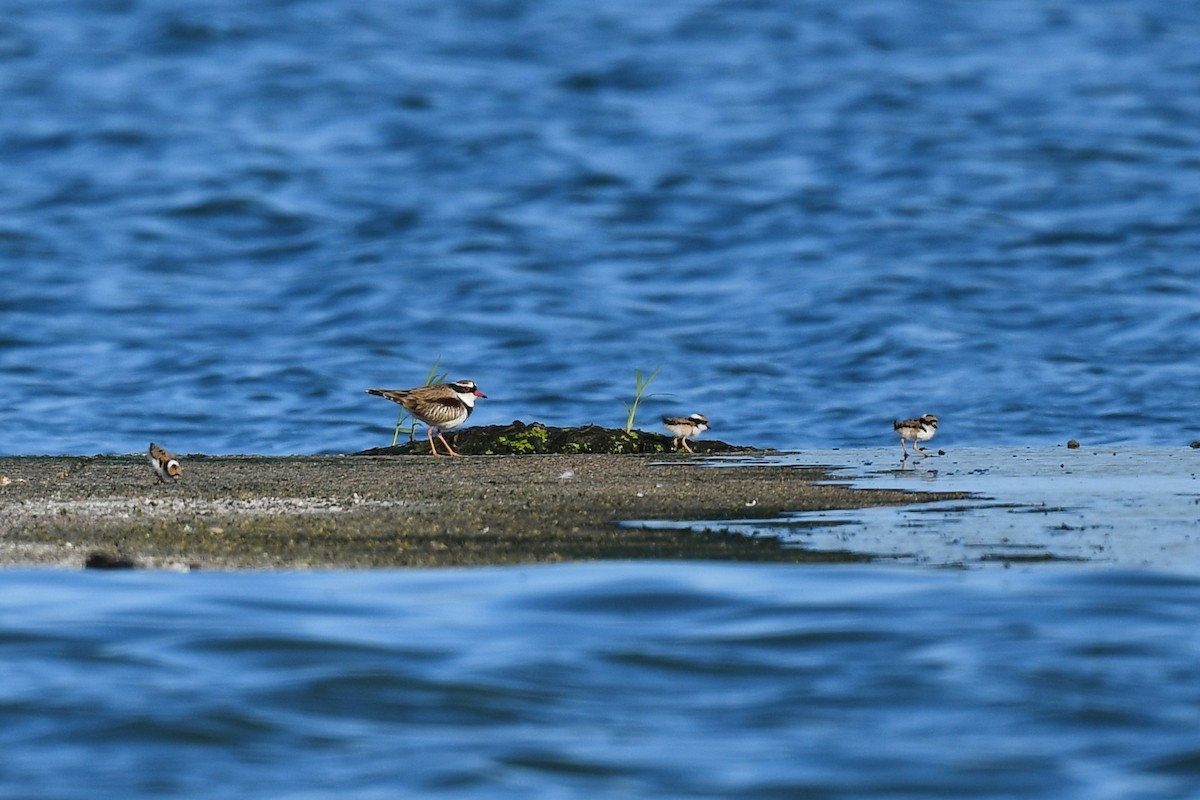 Black-fronted Dotterel - ML639696655