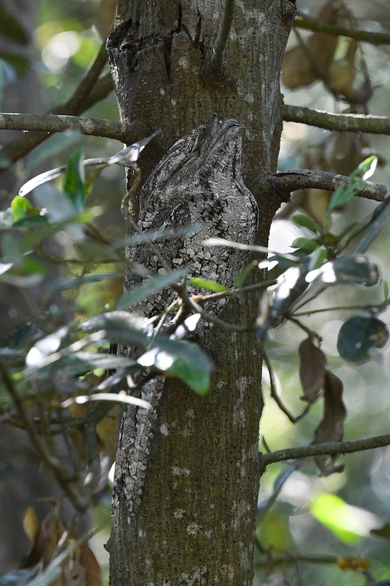 Tawny Frogmouth - ML639696658
