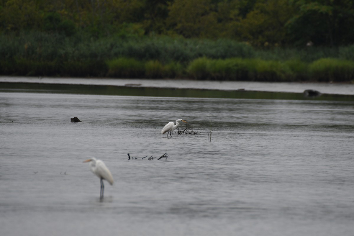 Great Egret - ML639696659