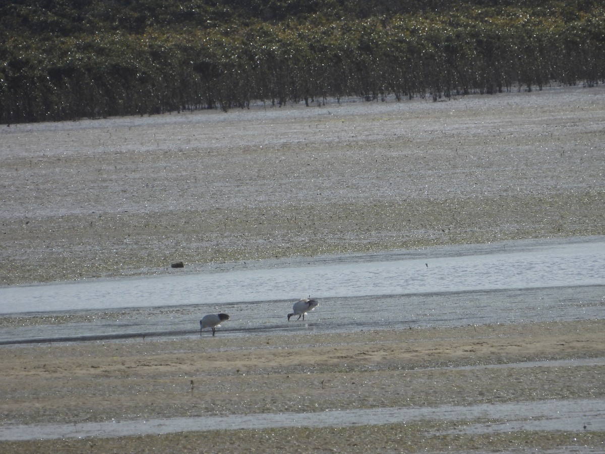 Australian Ibis - ML639696660