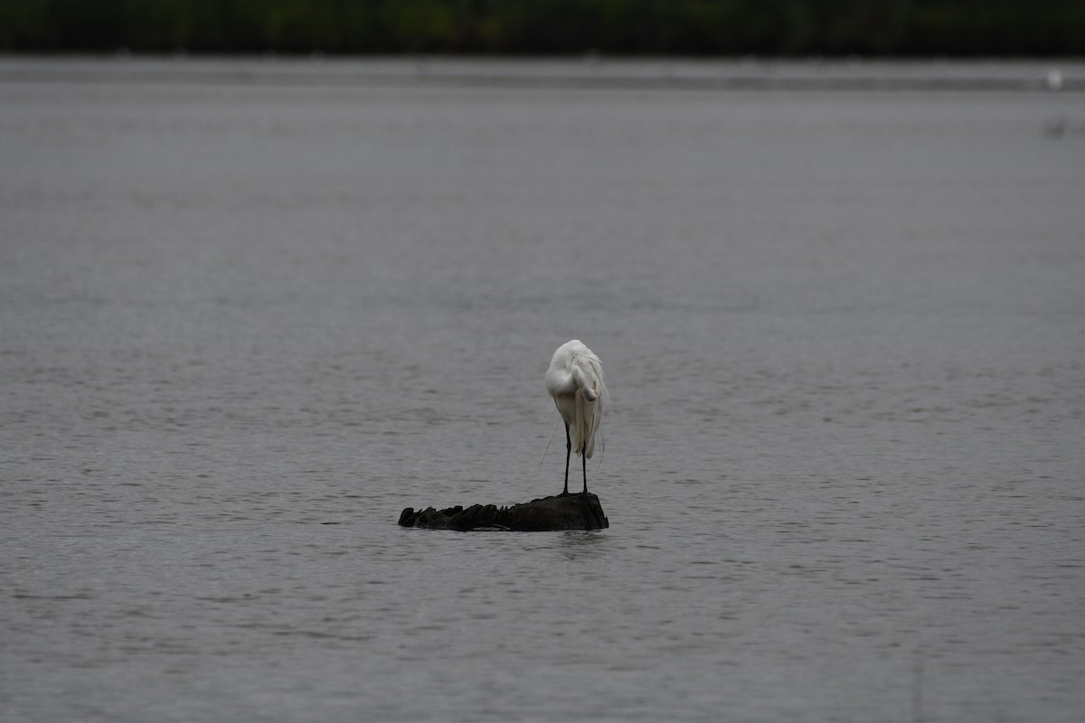 Great Egret - ML639696662