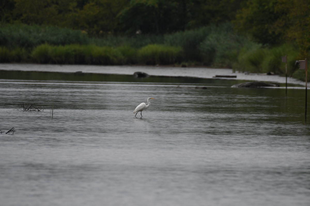 Great Egret - ML639696665