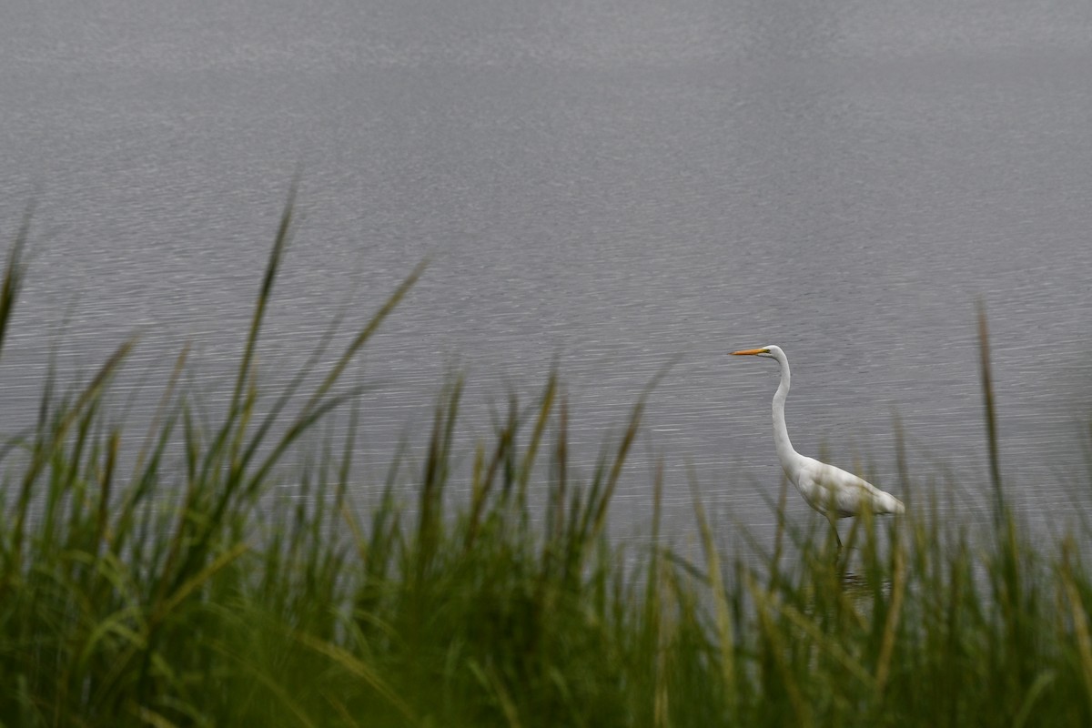 Great Egret - ML639696666