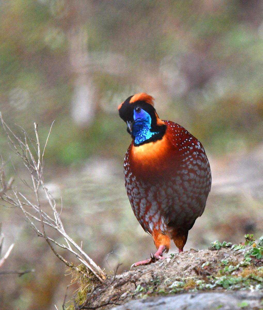 Temminck's Tragopan - ML639696669