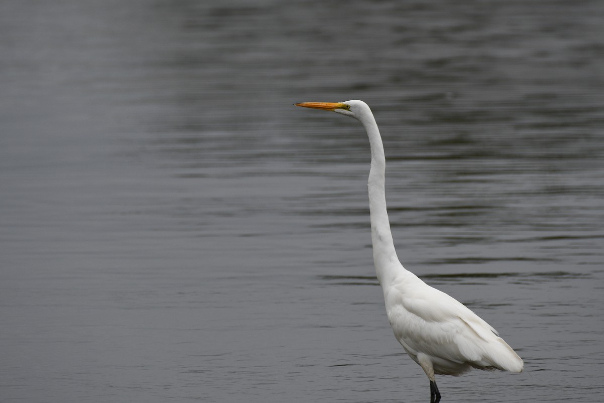 Great Egret - ML639696670