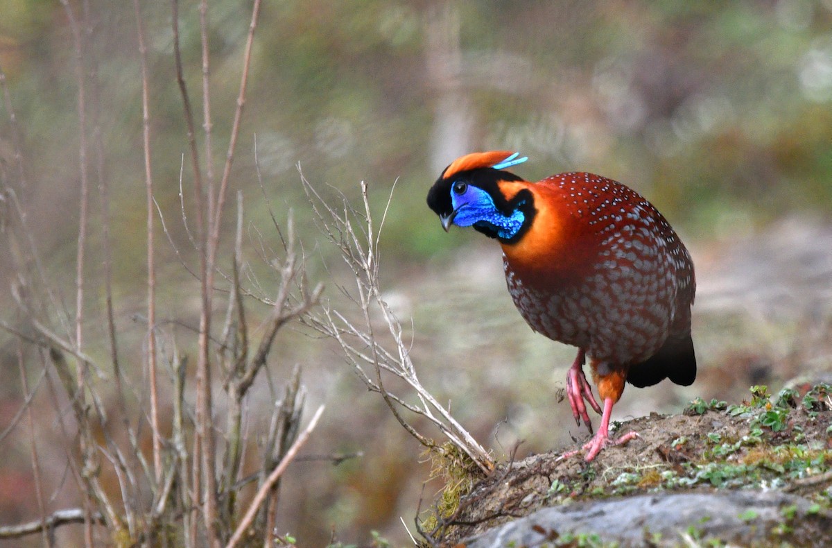 Temminck's Tragopan - ML639696671