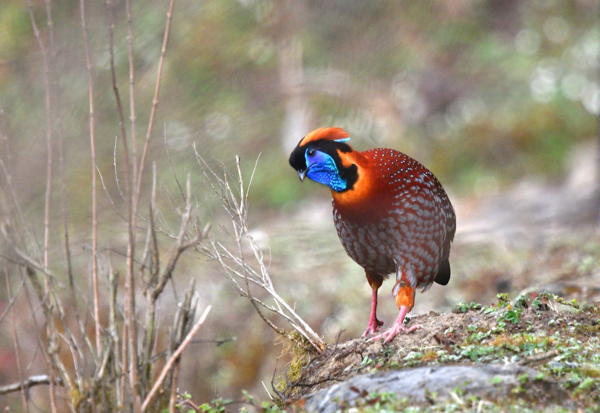 Temminck's Tragopan - ML639696672