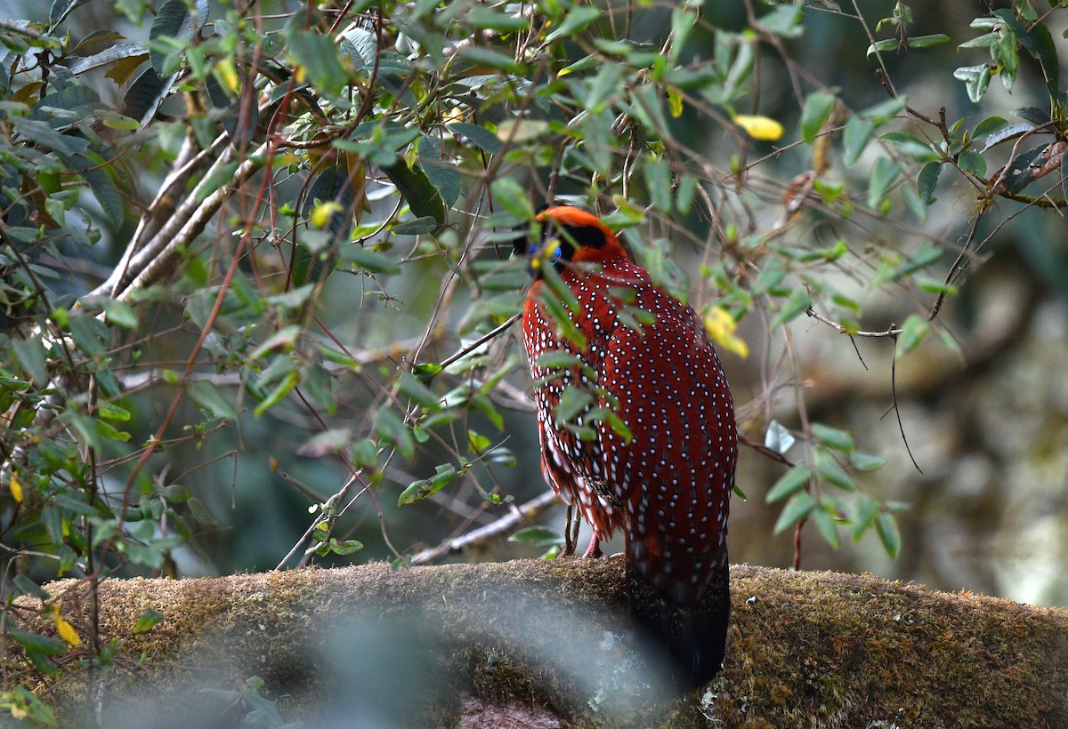 Temminck's Tragopan - ML639696674