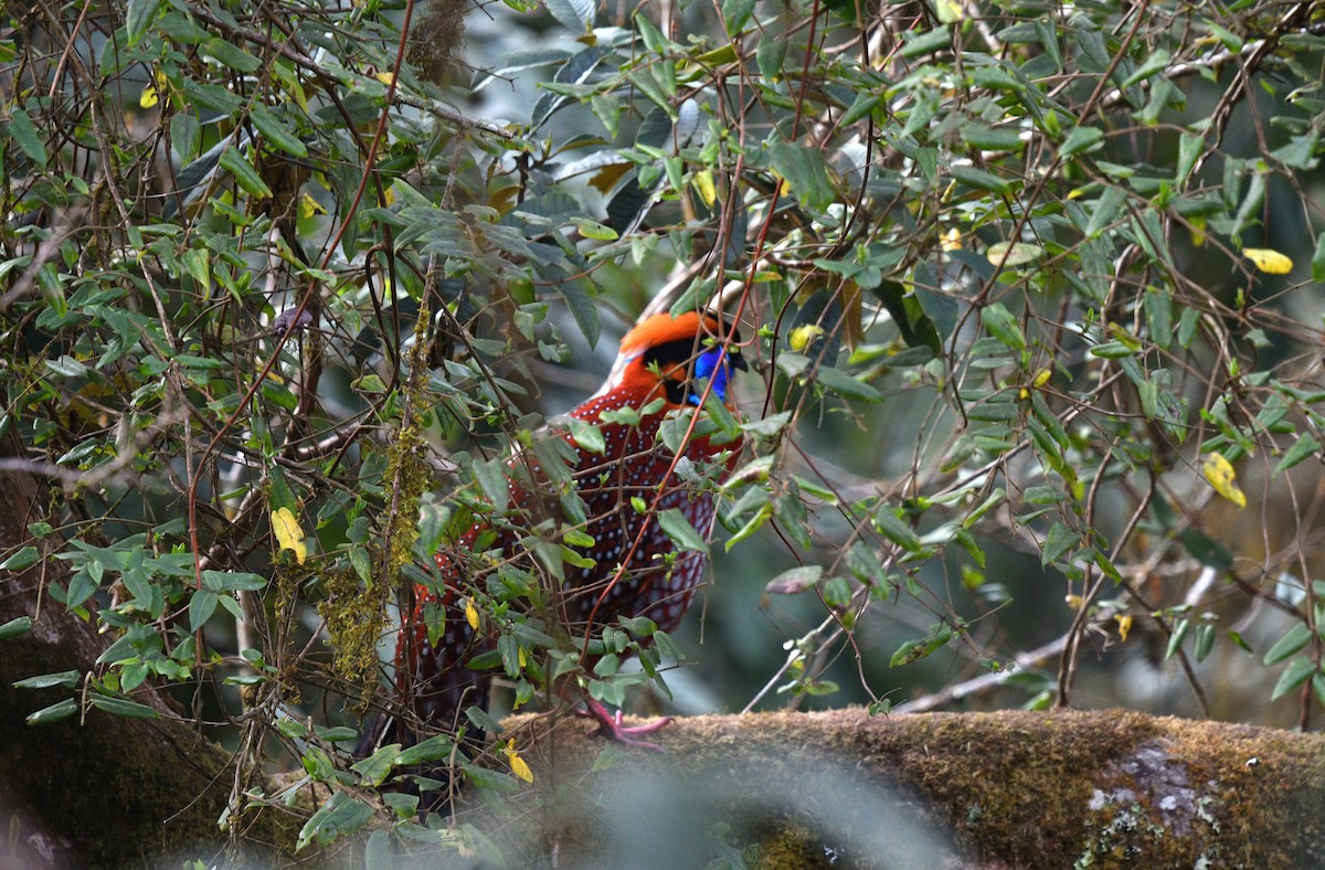 Temminck's Tragopan - ML639696676